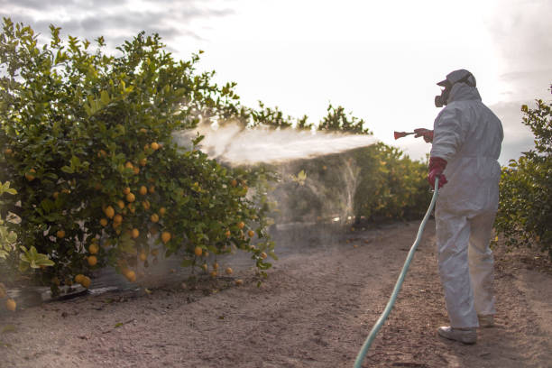 Wasp Removal Services in Epworth, IA