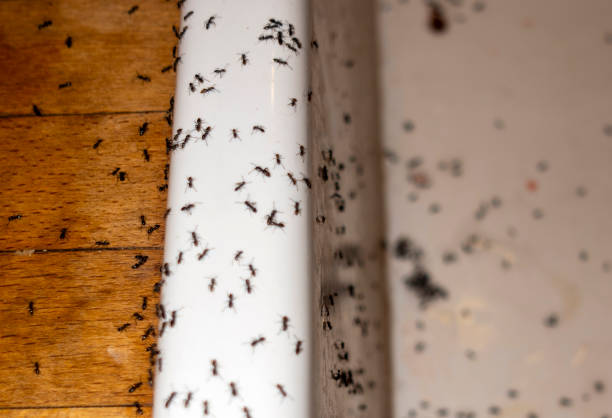 Best Exterminator Services  in Epworth, IA