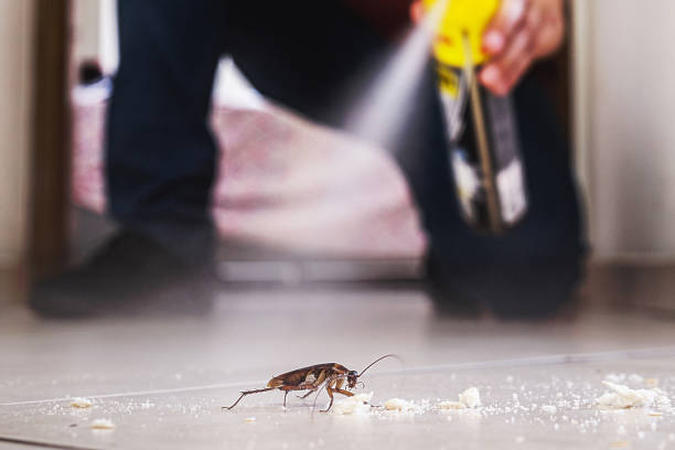 Best Spider Control Near Me  in Epworth, IA